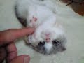 cotton 2(scottish fold kitten - female)