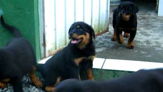 Filhotes de Rottweilers Filhotes de Rottweilers