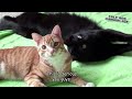 cats