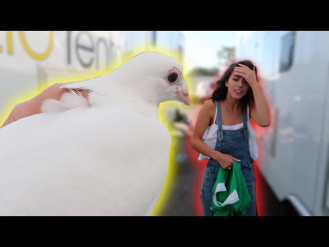 LIVE BIRD PRANK ON MY CASTMATES! **freakout**