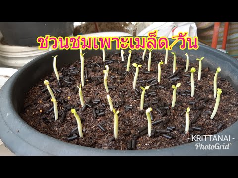 ชวนชมสตอรี่กับน้าเล็ก#ชวนชมเพาะเมล็ดครบ7วัน เปิดดูแล้วทำอะไรต่อ...?