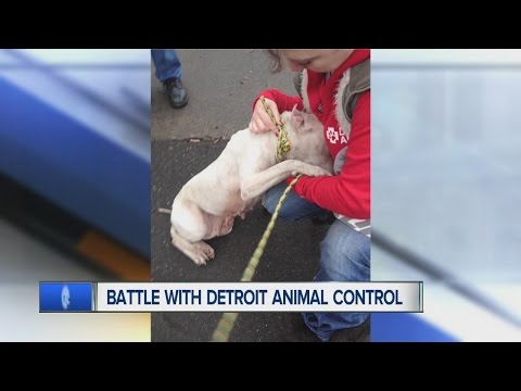 Fight over who cares for animals in Detroit