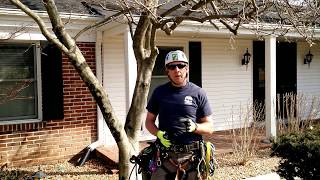 When is the best time to prune spring flowering trees?
