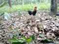 Pikat Ayam Hutan Jaguh 02 images Pikat Ayam Hutan Jaguh 02