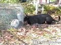 Bunny Breakout