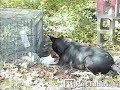 pettube