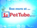 pettube