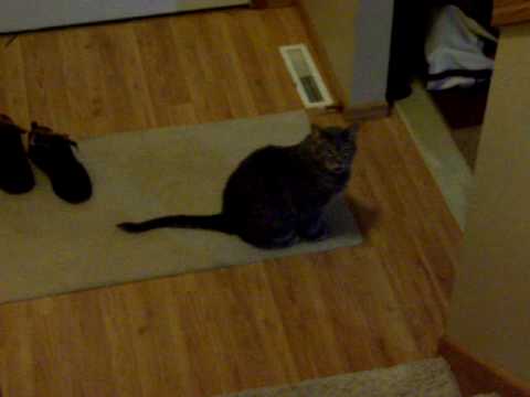 cats and kittens meowing. SMOKEY THE NONSTOP TALKING CAT