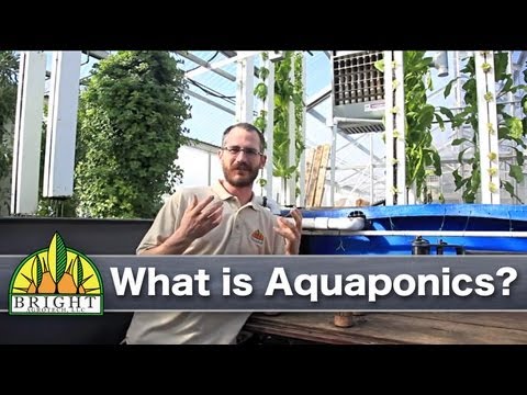 What Is Aquaponics