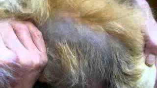 pomeranian black skin disease treatment hs pomeranian black skin disease pictures hidradenitis suppurativa cure pomeranian black skin disease treatment hs pomeranian black skin disease pictures hidradenitis suppurativa cure