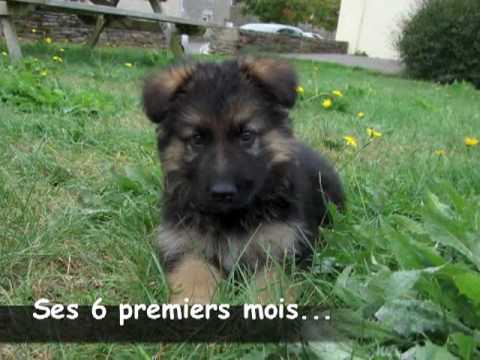 EIKO berger allemand fete ses 6 mois - YouTube EIKO berger allemand fete ses 6 mois - YouTube