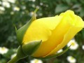 Veress Zoltán Halvány sárga rózsát