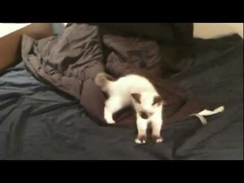 kitty cats in my life russian blue ginger medium young