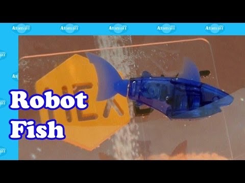 Fish forex robot