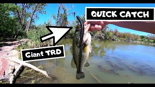 1 Minute Fish Catch - Z-Man Giant Trd - Lunch Break Bin