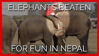 Elephants Beaten for Fun in Nepal
