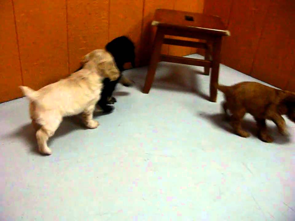 puppies for sale in visalia ca cocker spaniel puppies for sale in los angeles california ca visalia thousand puppies for sale in visalia ca cocker spaniel puppies for sale in los angeles california ca visalia thousand