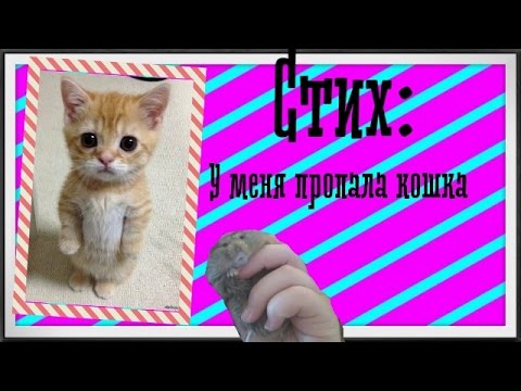 Стих i have a cat Стих i have a cat