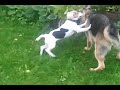 ролях:<br />Майра - немецкая овчарка<br