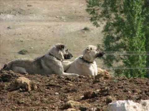 strongest pitbull in world. Rottweiler vs Pitbull in