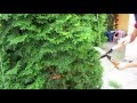 Туя как сделать гуще Туя как сделать гуще