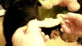 Patterdale Terrier Eating A Melon