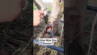 Gilas Niyə Şirə Buraxır.