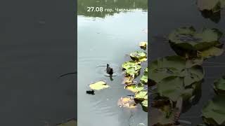 Нанкин, Гора Чжуншань