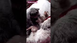 Aşk Bebeği...