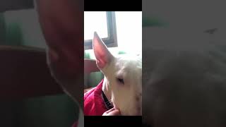 Bullterrier Puppy Reading A Book