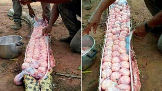 Giant Snake Was Hunted And Look What Happened