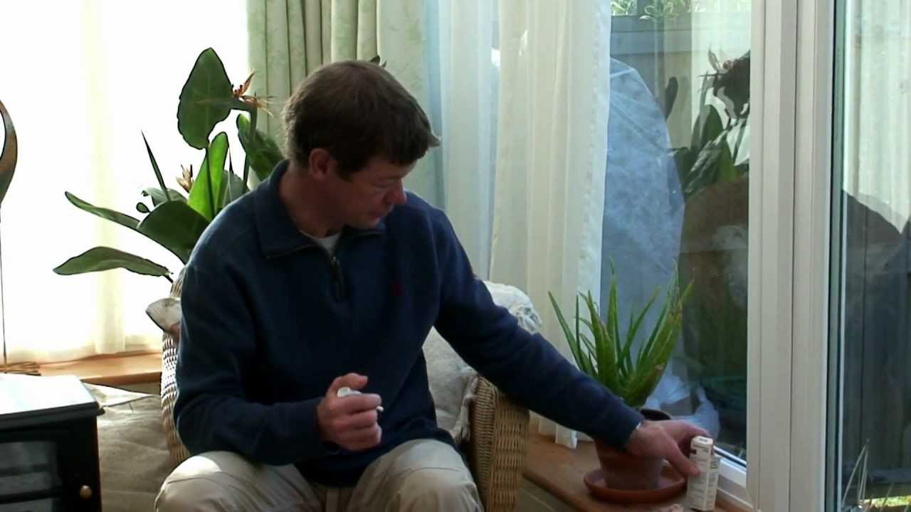 How to put drops in a dog's ear YouTube