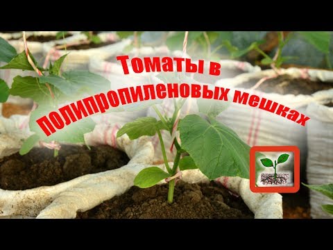 Томаты в мешках выращивание пошагово 84