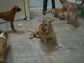 Big Sir playing ball at TDH