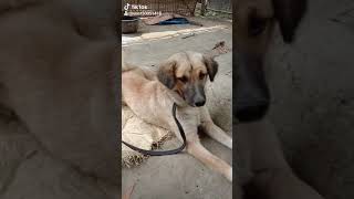 My Dog. Name Is Hapu