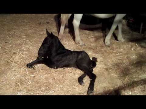Lipizzan baby pictures Lipizzan baby pictures