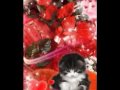Adorable animals! - Specials ecards - Valentine's Day Greeting Cards