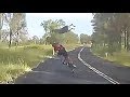 Kangaroo crashes into cyclist in Queensland