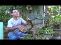 Chuyển một cây mai dáng long thành cây mai bonsai
