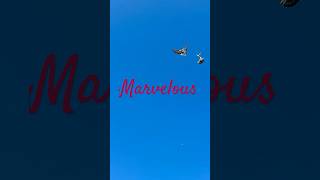 16Th Day Of Flying Two Turkish Tumbler Pigeons.