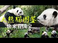 “果赖”来了！中国“顶流”大熊猫可爱亮相！四川大熊猫 秦岭大熊猫......到底谁是你的“心上熊”？【CCTV纪录】