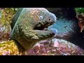 Digby Jones - Under the Sea - Ocean Wildlife Video HD