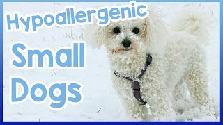 Hypoallergenic Small Dogs!