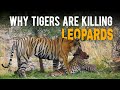 Tigers are Killing Leopards in Ranthambore  National Park | Big Cats Adventures