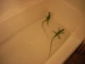 Title:Iguana Swimmin Description:My Two little Iguanas (Roxy and Jupiter) Swimmin in the bath tub