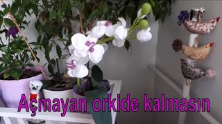 Çiçekleri Asla Dökülmeyen Orkide _ Orkide Yapımı 1_  Orchid making_Orchid care,