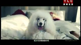 Cmtrivago 2015全新廣告-大白篇
