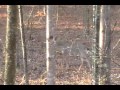 Meat Hunter: Whitetail Deer vs 12 Gauge Slug