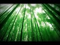In The Woods Video preview