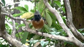野鳥 ジョウビタキ 雄 Wild Birds Daurian Redstart Male 野鳥 ジョウビタキ 雄 Wild Birds Daurian Redstart Male